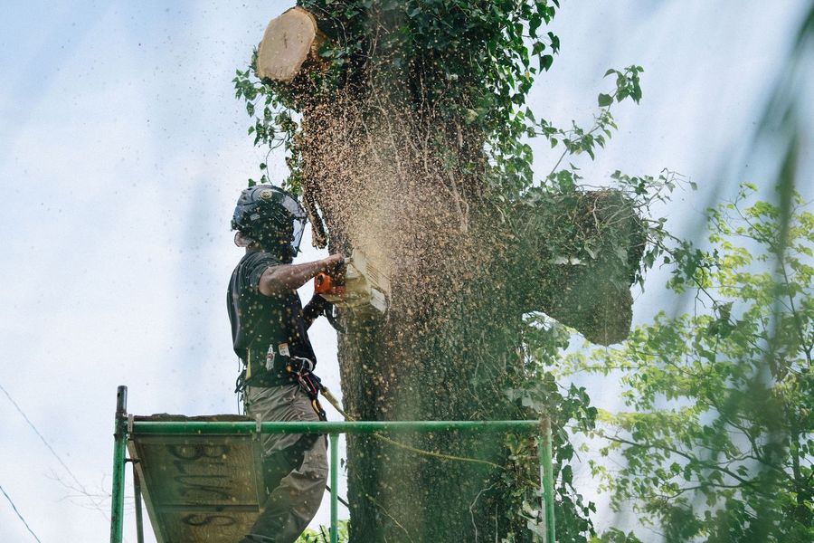 A climber cuts a section of trunk in a cloud of sawdust