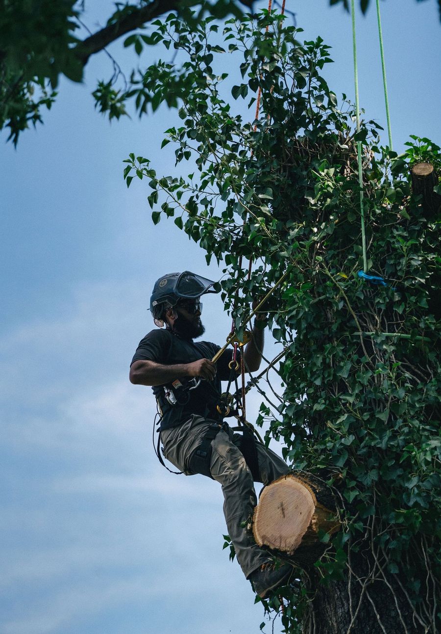 An arborist roped in high in a tree