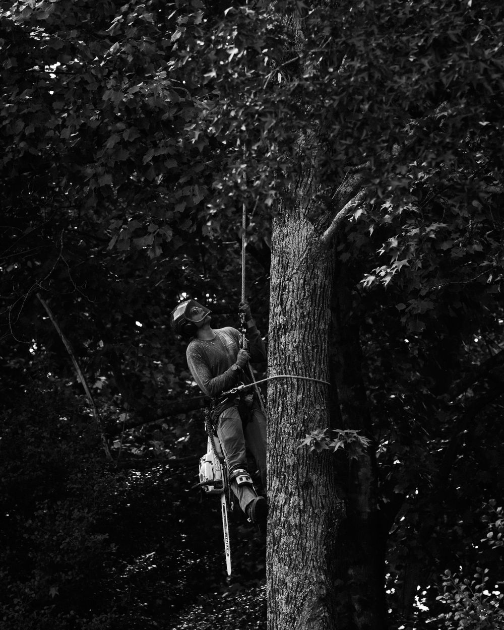 A Swamp Rabbit Tree Care climber roped in high on a tree trunk