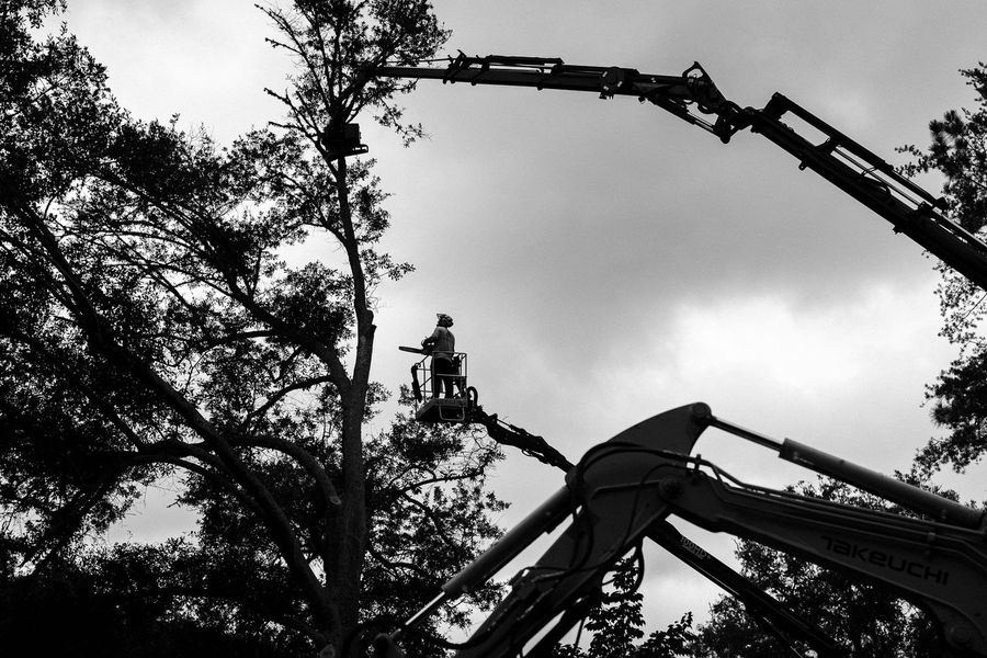 Wilson Land Masters crew at work on a tree job