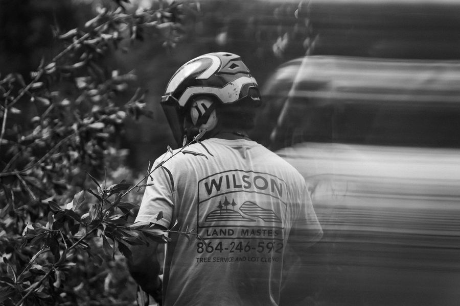 Wilson Land Masters crew at work on a tree job